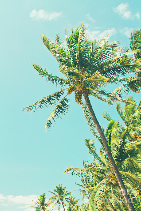 Coconut Photograph - Kenolio Beach Hawaiian Coconut Palm Trees Kihei Maui Hawaii by Sharon Mau