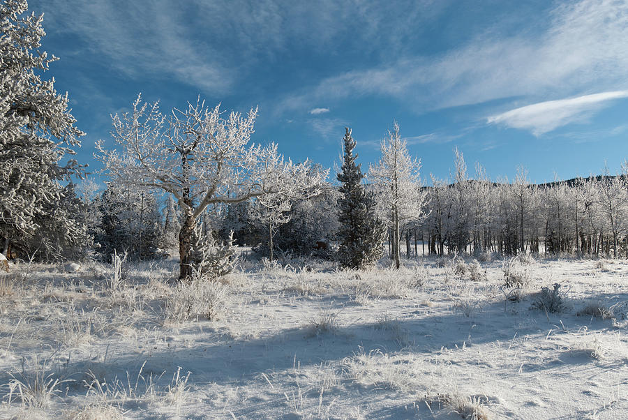 Kenosha Pass Blue and White Winter Landscape Photograph by Cascade Colors