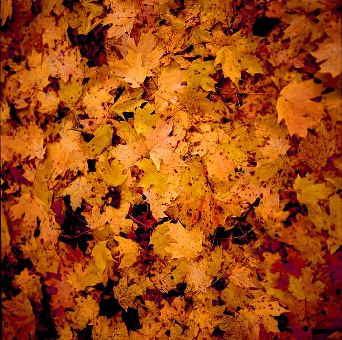 Autumn Photograph - Kentucky autumn leaves on ground by George Ferrell Autumn Photograph - Kentucky autumn leaves on ground by George Ferrell