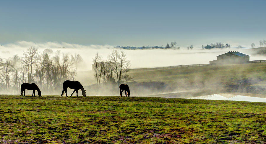 Kentucky Bluegrass Morning #1 Photograph by Sam Davis Johnson
