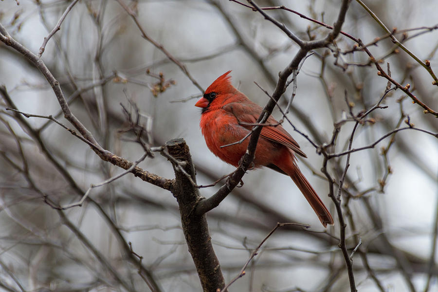 Kentucky Cardinal Photograph by Joseph Caban