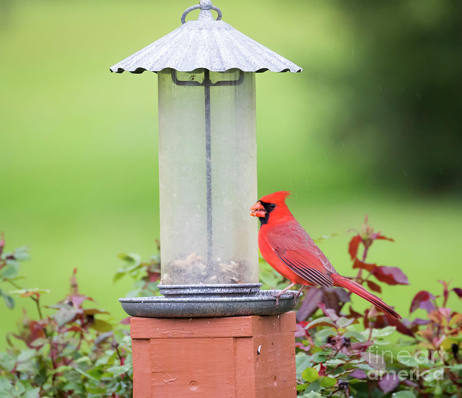 Bird Photograph - Kentucky Cardinal  by Ricky L Jones