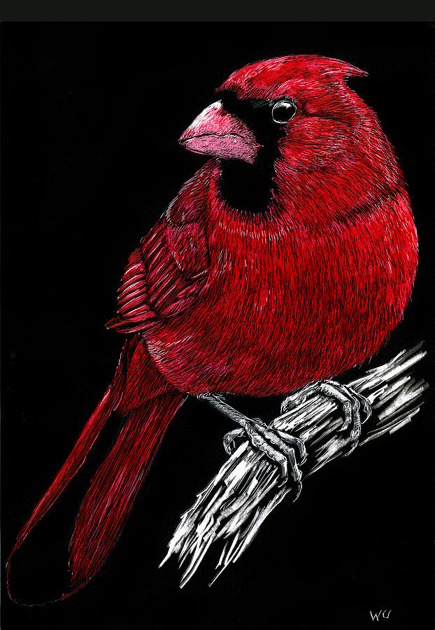 Kentucky Cardinal Drawing by William Underwood