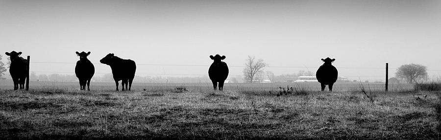 Farm Photograph - Kentucky Cows by Todd Fox