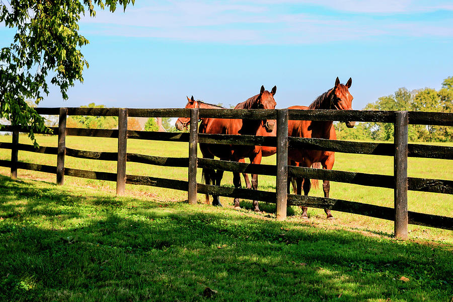 Kentucky Horse Farm Photograph by Chris Smith