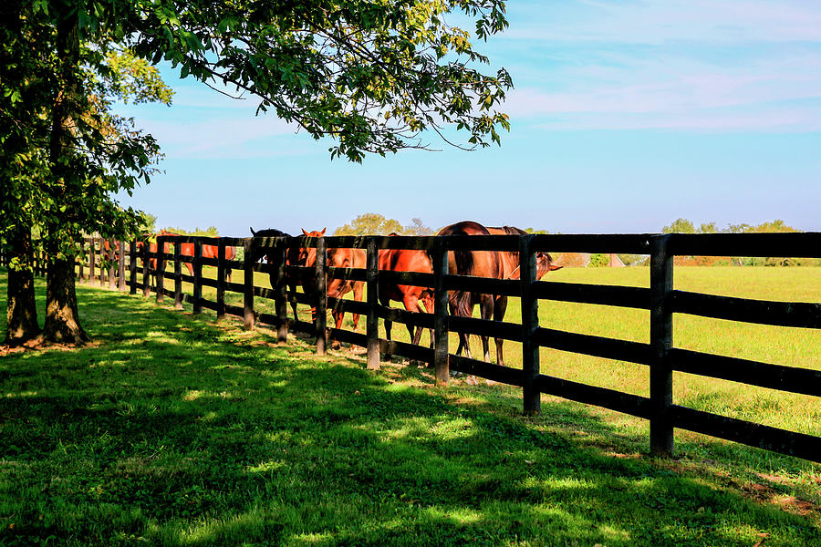 Kentucky-Horses Photograph by Chris Smith