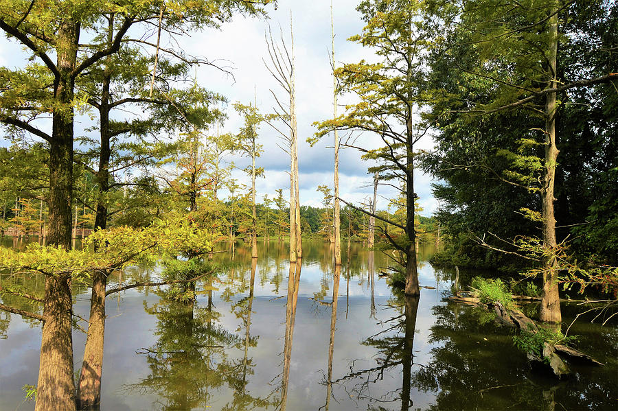 Kentucky Lake with Tupelo Photograph by Kathy Kelly