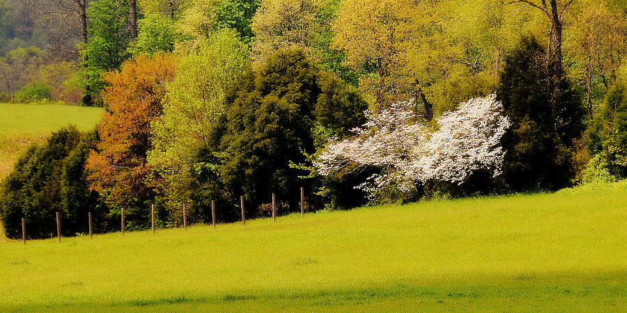 Tree Photograph - Kentucky Meadow at Springtime by Lyle  Huisken