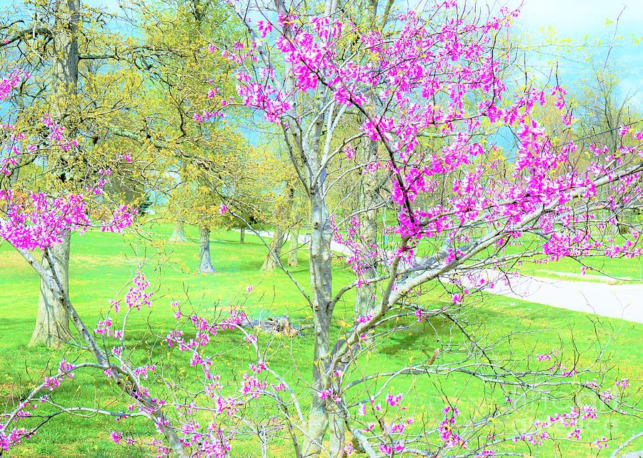Kentucky spring Photograph by Merle Grenz