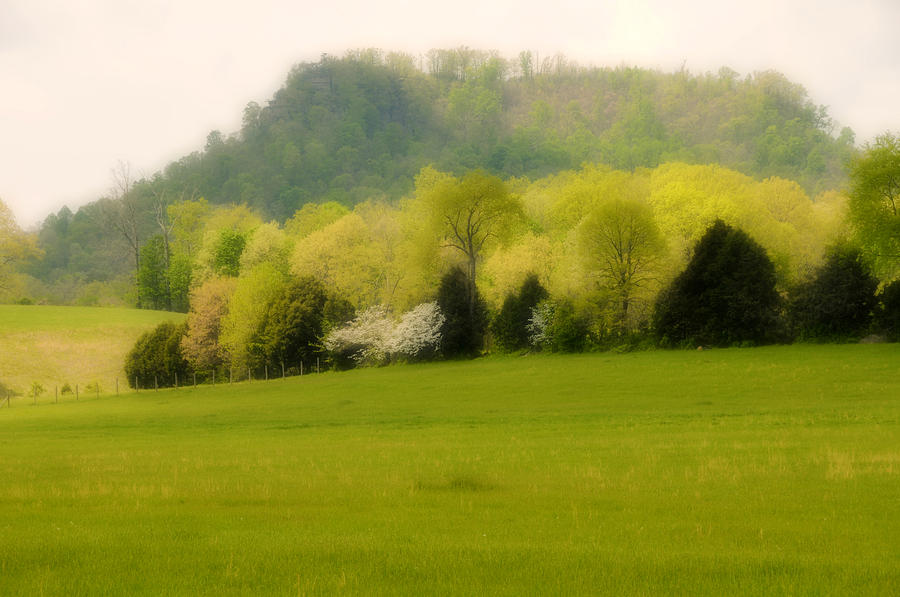 Tree Photograph - Kentucky Springtime by Lyle  Huisken