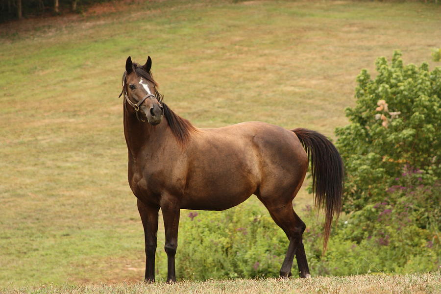 Kentucky Thoroughbred Photograph by Bruce McEntyre