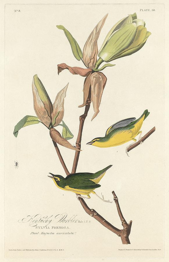 John James Audubon Drawing - Kentucky Warbler by Dreyer Wildlife Print Collections 