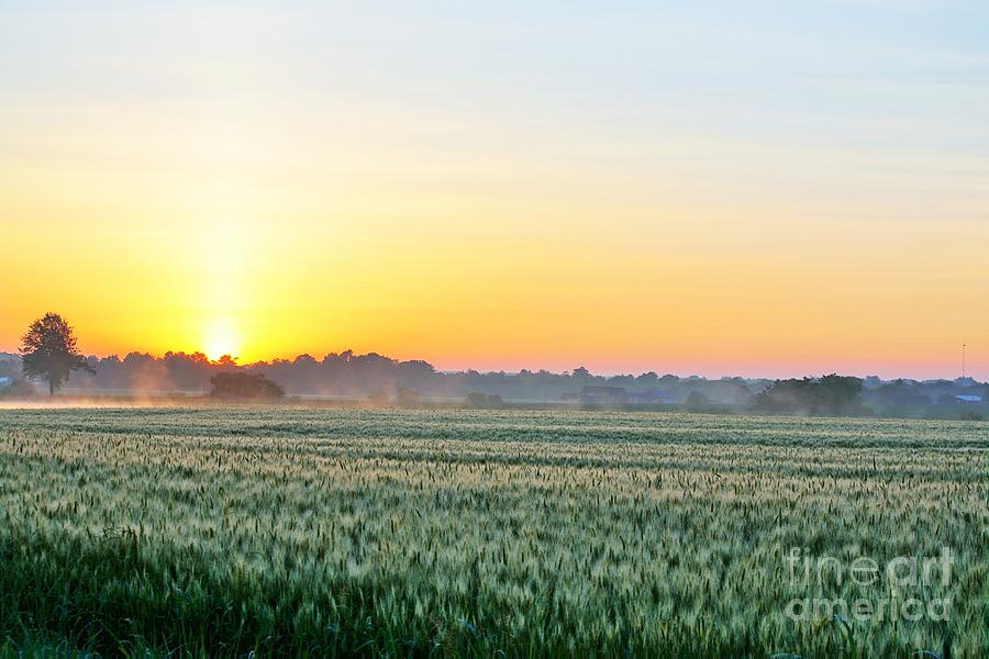 Kentucky wheat crop Photograph by Merle Grenz