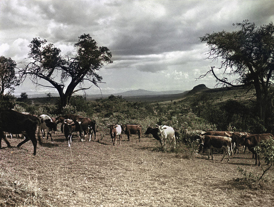 Nature Photograph - Kenya: Cattle, 1936 by Granger