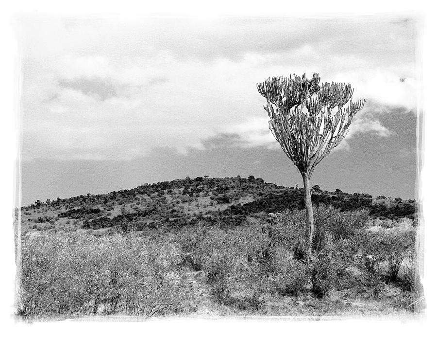 Kenya Tree 12f Photograph by Richard Xuereb - Fine Art America