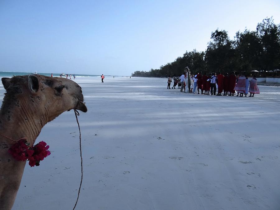 Camel Photograph - Kenya Wedding on Beach distance by Exploramum Exploramum