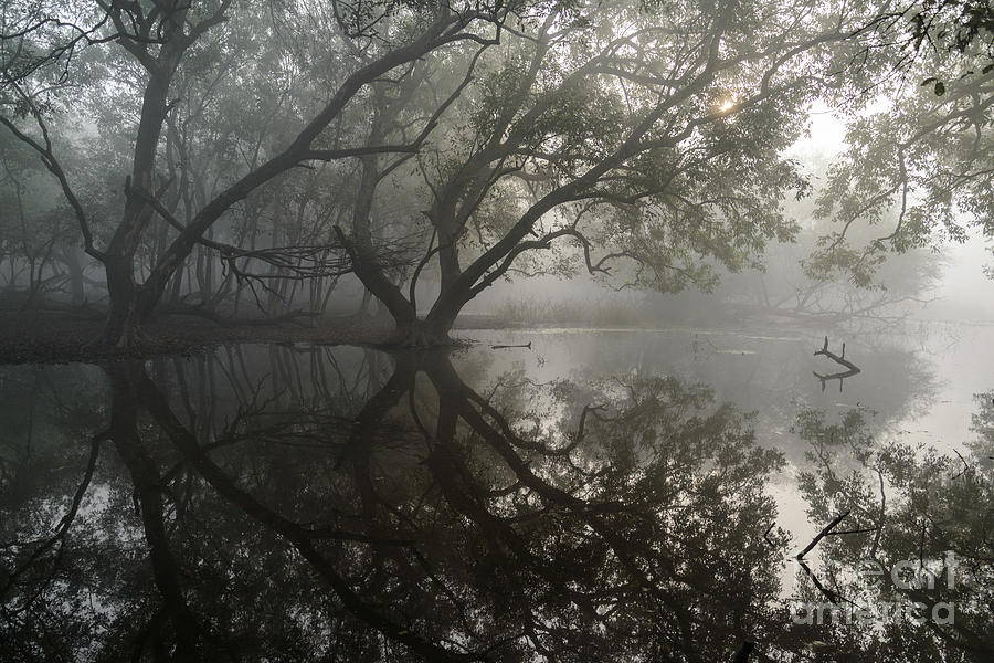 Keoladeo Park Wetlands 01 Photograph by Werner Padarin