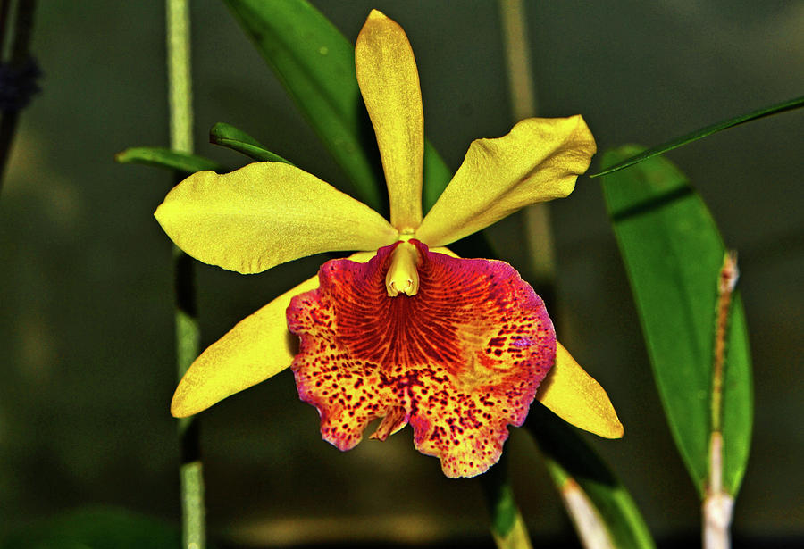 Keowee Newberry Orchid 001 Photograph by George Bostian