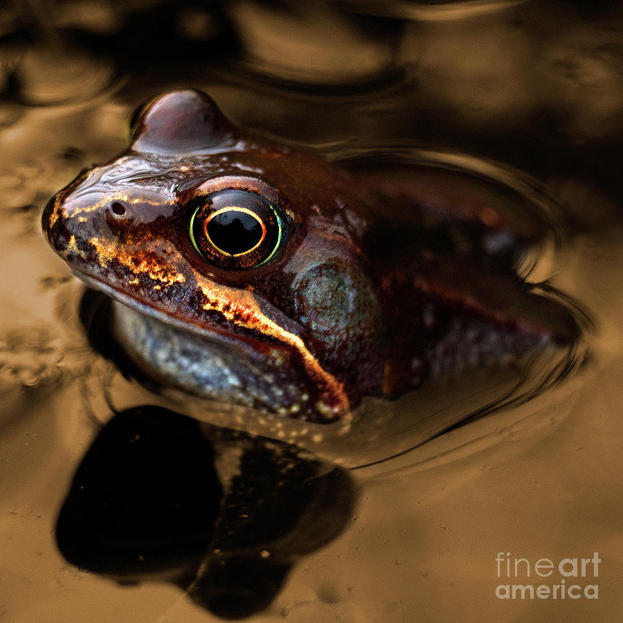 Frog Photograph - Kermitt in Bronze by Rob Hawkins