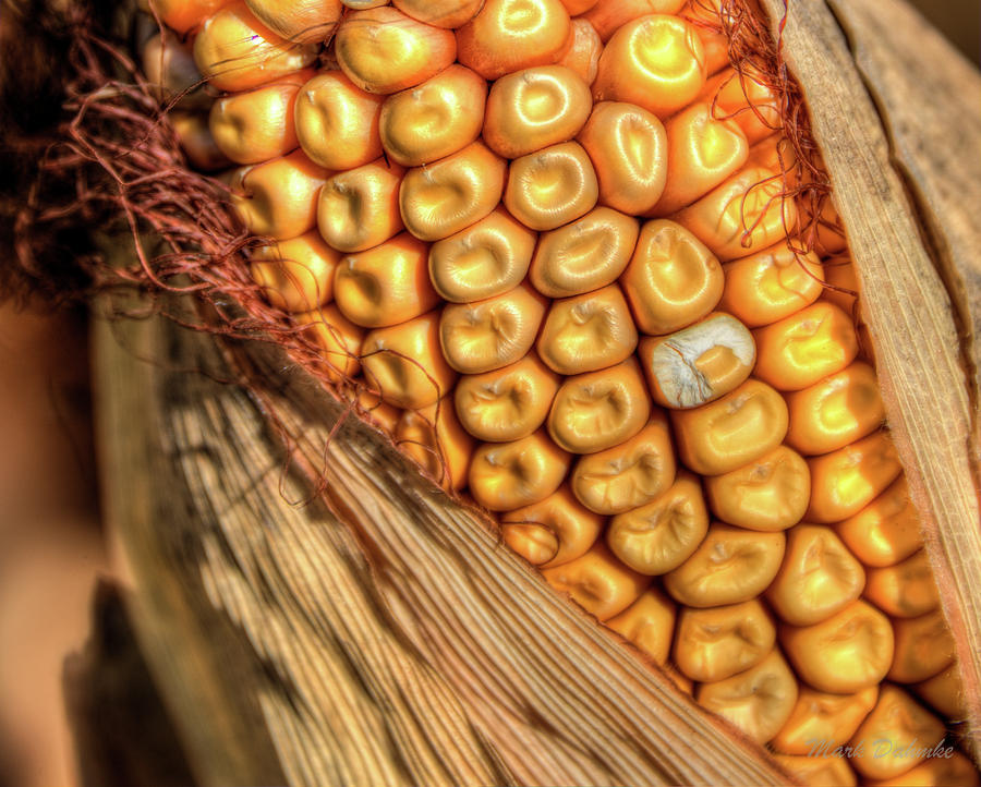 Farm Photograph - Kernels of Corn by Mark Dahmke