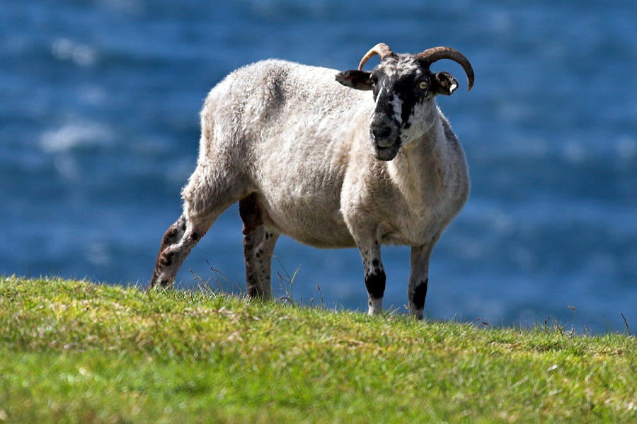 Sheep Photograph - Kerry mountain sheep Ireland by Pierre Leclerc Photography