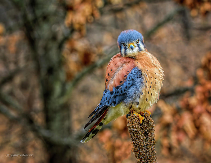 Falcon Photograph - Kestrel Flirt by LeeAnn McLaneGoetz McLaneGoetzStudioLLCcom