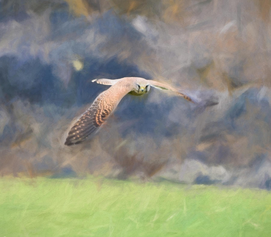 Kestrel Flying Digital Art by Roy Pedersen