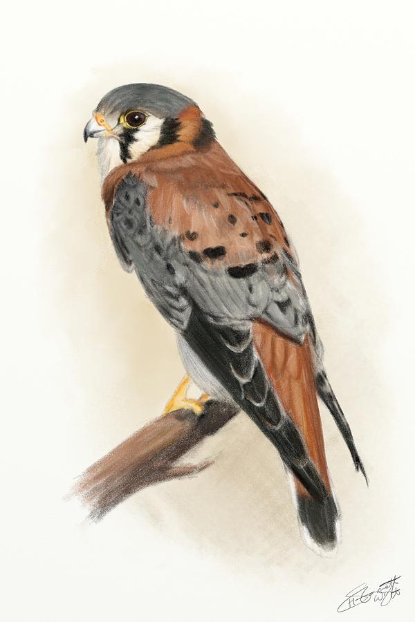 Kestrel Digital Art by Hannah Starrett Wright