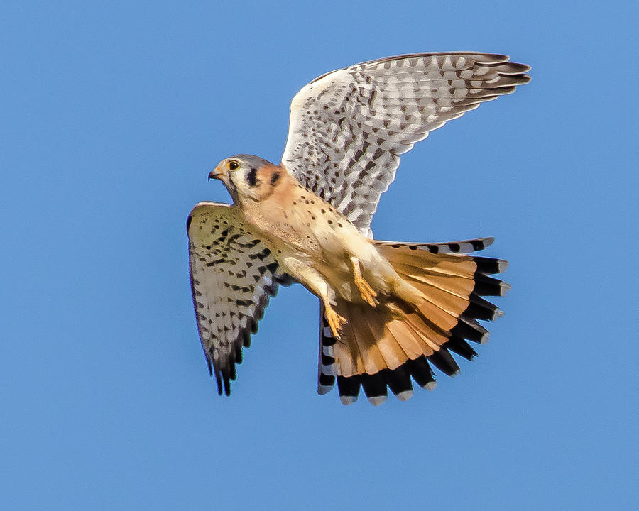 Kestrel in Flight Photograph by Maren Semler - Fine Art America