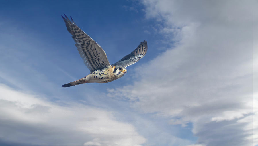 Kestrel in Flight Photograph by Rick Mosher