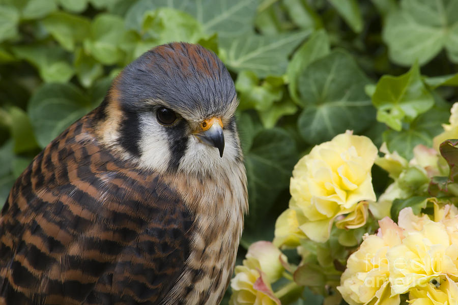Kestrel In The Flowers Photograph
