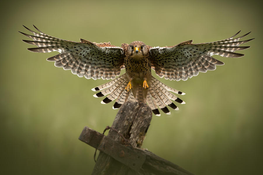 Falcon Photograph - Kestrel on Final Approach by Andy Astbury