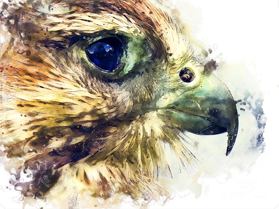 Falcon Painting - Kestrel watercolor painting by Justyna Jaszke JBJart