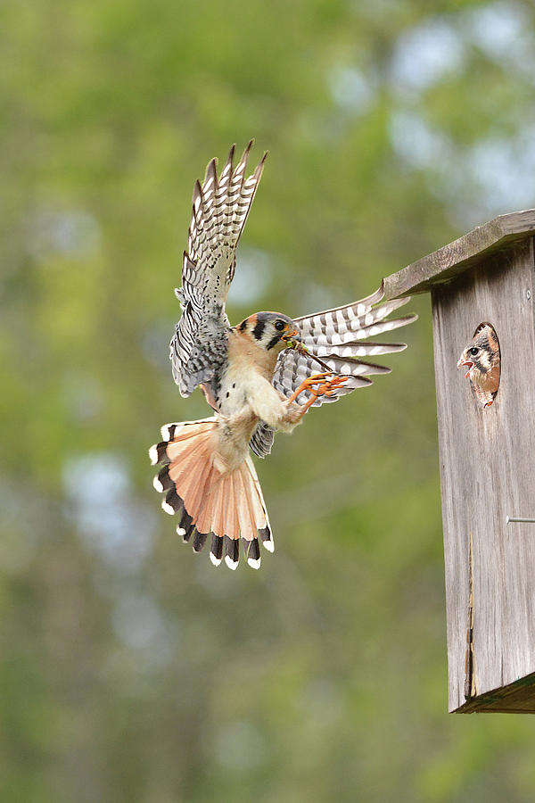 Kestrel with Dragonfly for Chick Photograph by Alan Lenk