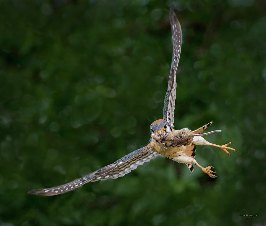 Kestrel with prey Photograph by Judi Dressler