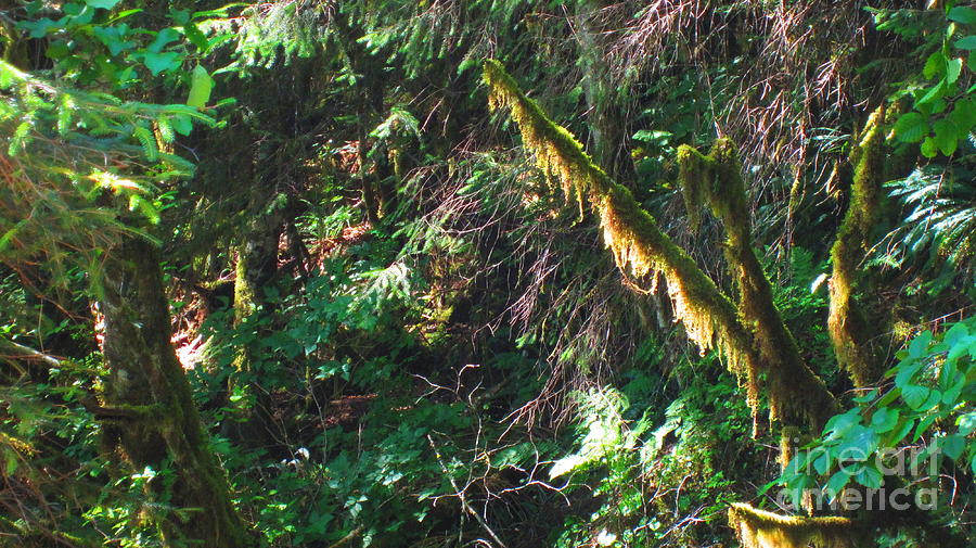 Ketchikan Green Photograph by Laurianna Taylor