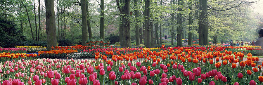 Tree Photograph - Keukenhof Garden, Lisse, The Netherlands by Panoramic Images