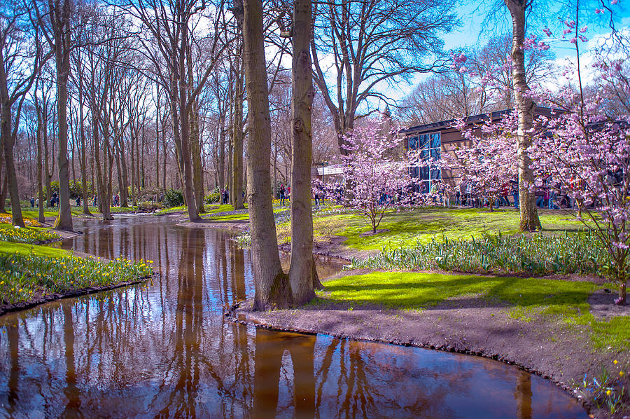 Keukenhof Reflections. Holland Photograph by Jenny Rainbow