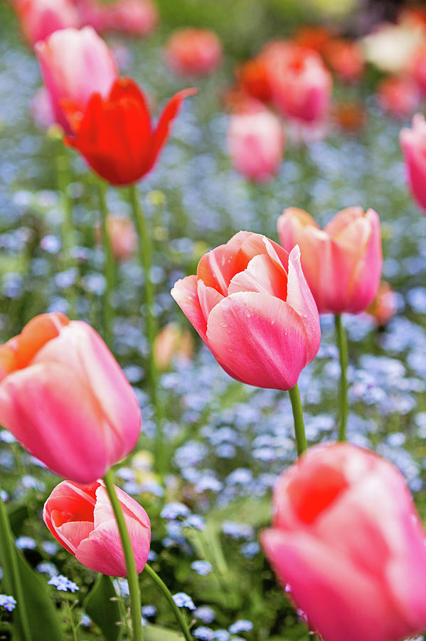 Keukenhof Tulips - Amsterdam Photograph by Melanie Alexandra Price