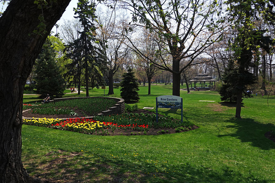 Kew Park Tulips Toronto Photograph by Toby McGuire
