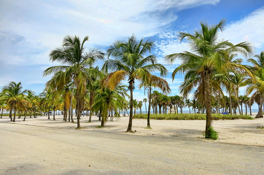Tree Photograph - Key Biscayne Palm Trees by Phyllis Taylor