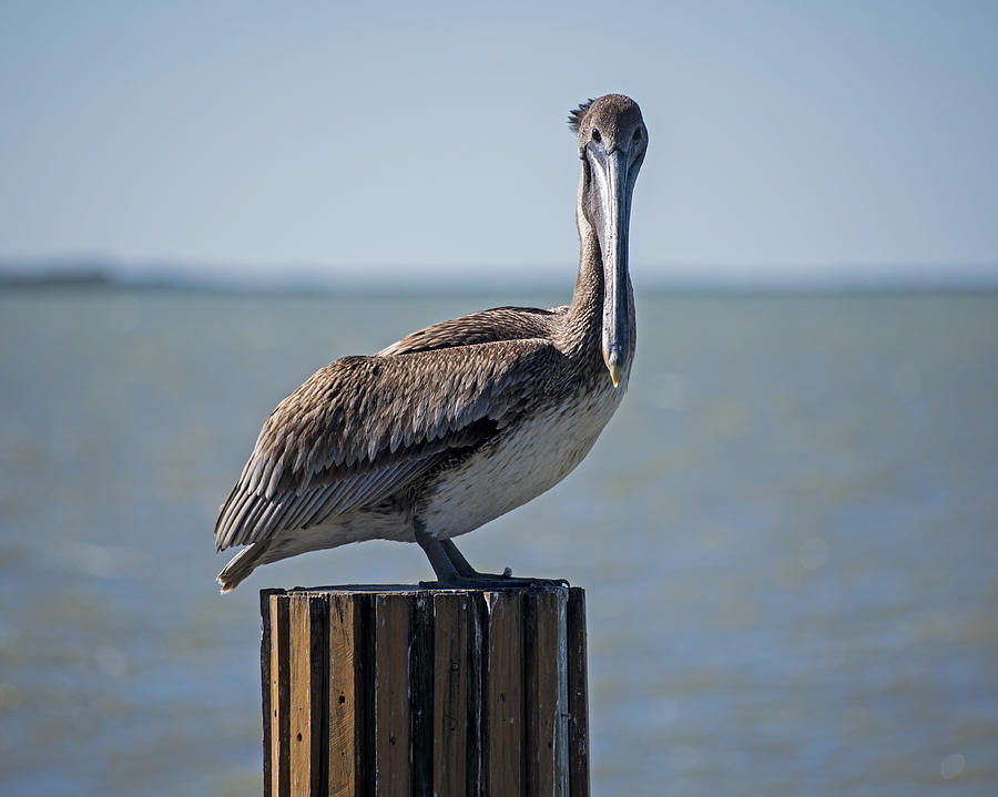 Key Largo Florida Pelican Stare Down Photograph by Toby McGuire