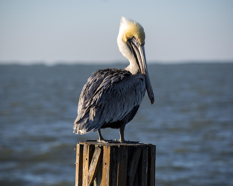 Key Largo Florida Yellow Headed Pelican Photograph by Toby McGuire
