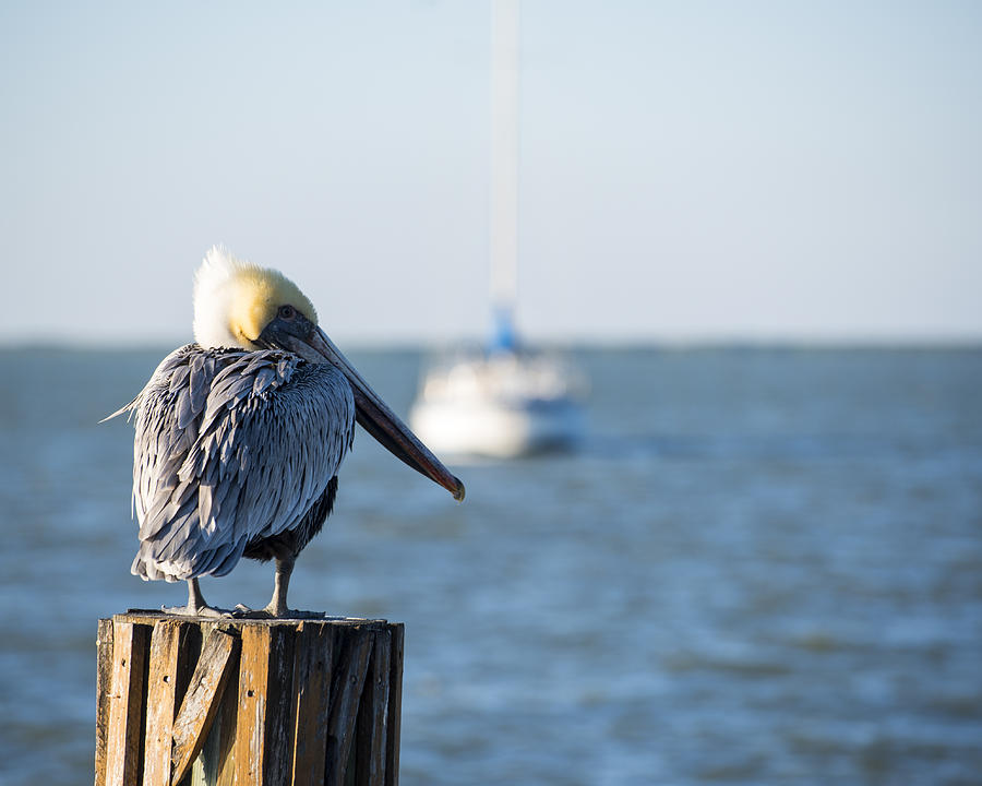 Key Largo Florida Yellow Headed Pelican Yacht 2 Photograph by Toby McGuire