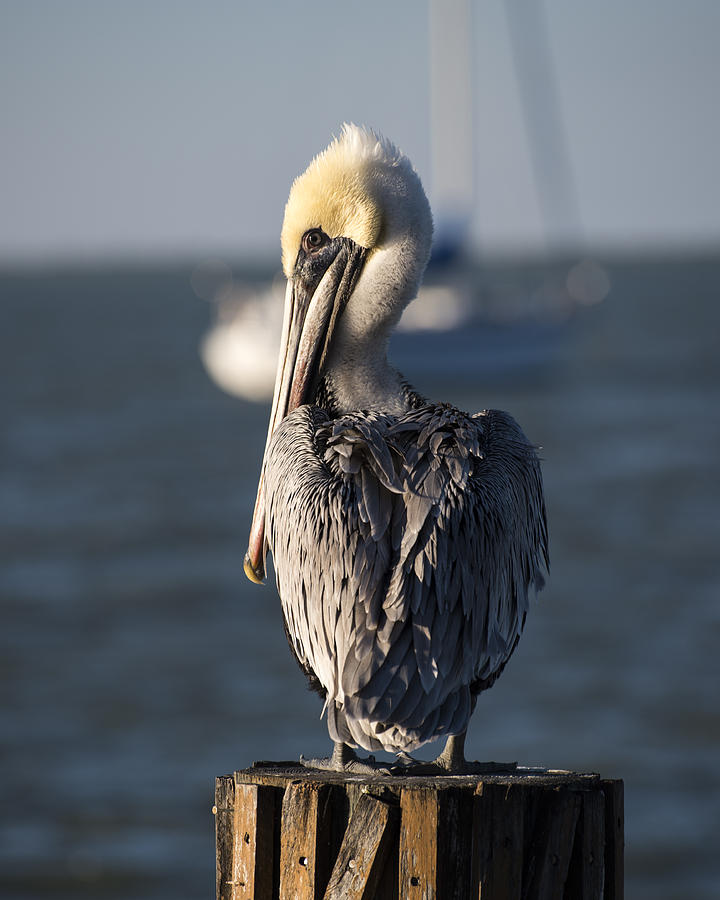 Key Largo Florida Yellow Headed Pelican Yacht Photograph by Toby McGuire