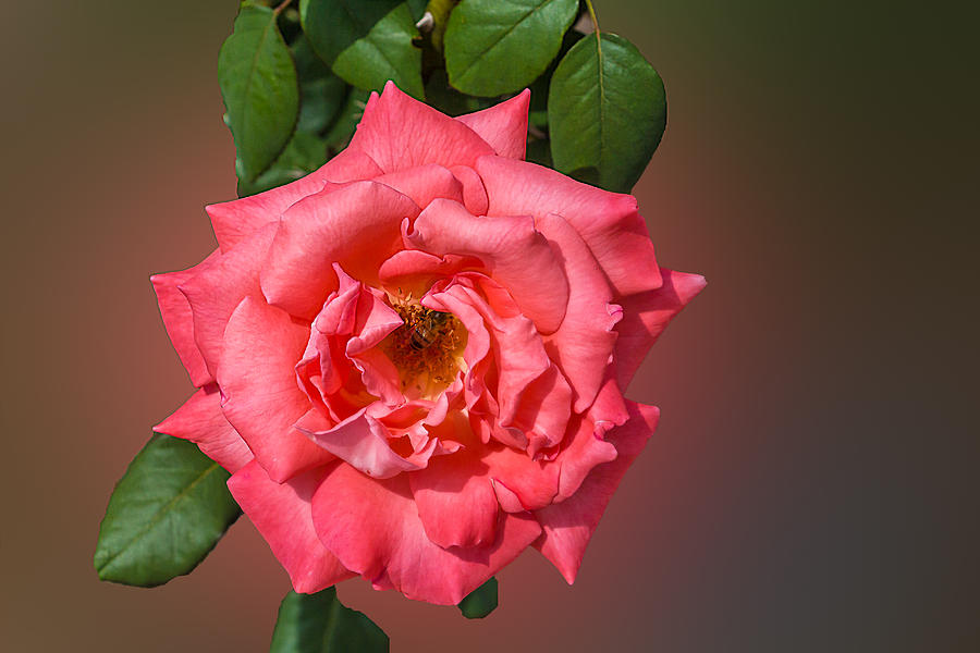Key Largo Hybrid Tea Rose Photograph by Richard Goldman