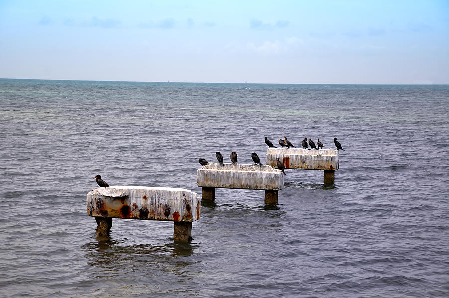 Key West Black Ducks Photograph by Bill Cannon