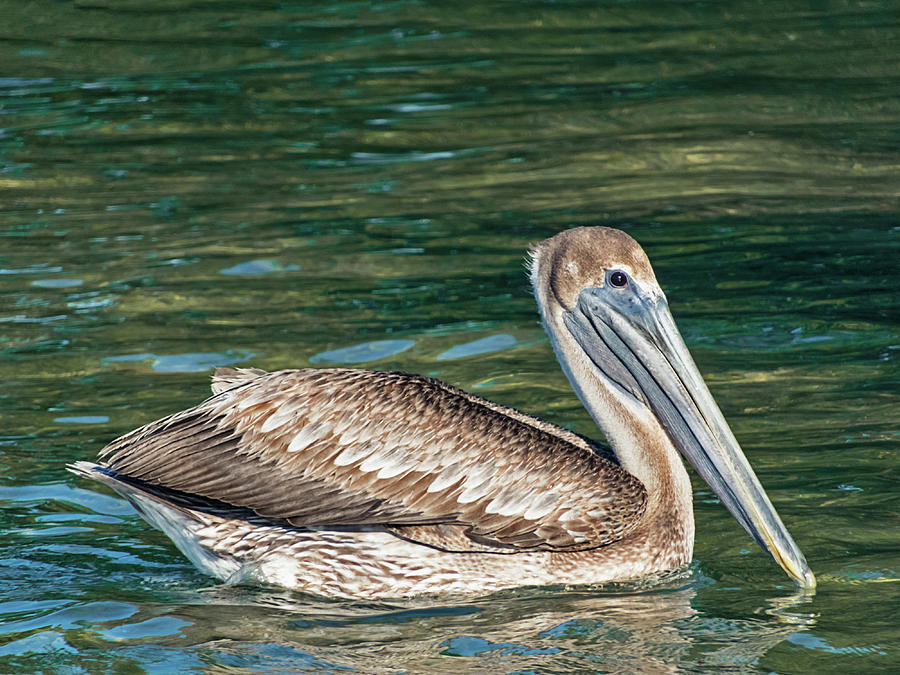 Key West Brown Pelican Photograph by Bob Slitzan