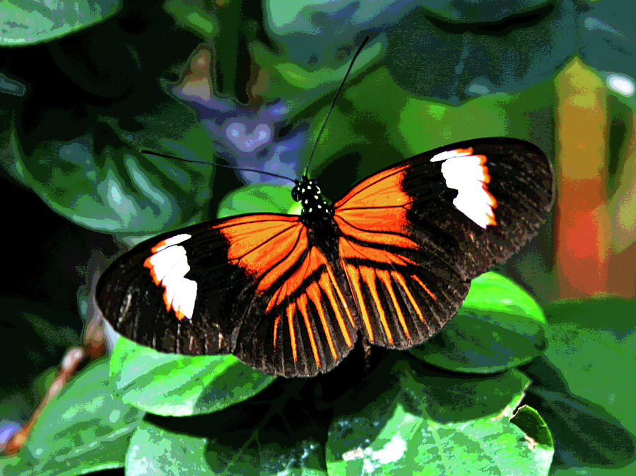 Key West Butterfly 1 Photograph by Larry Oskin