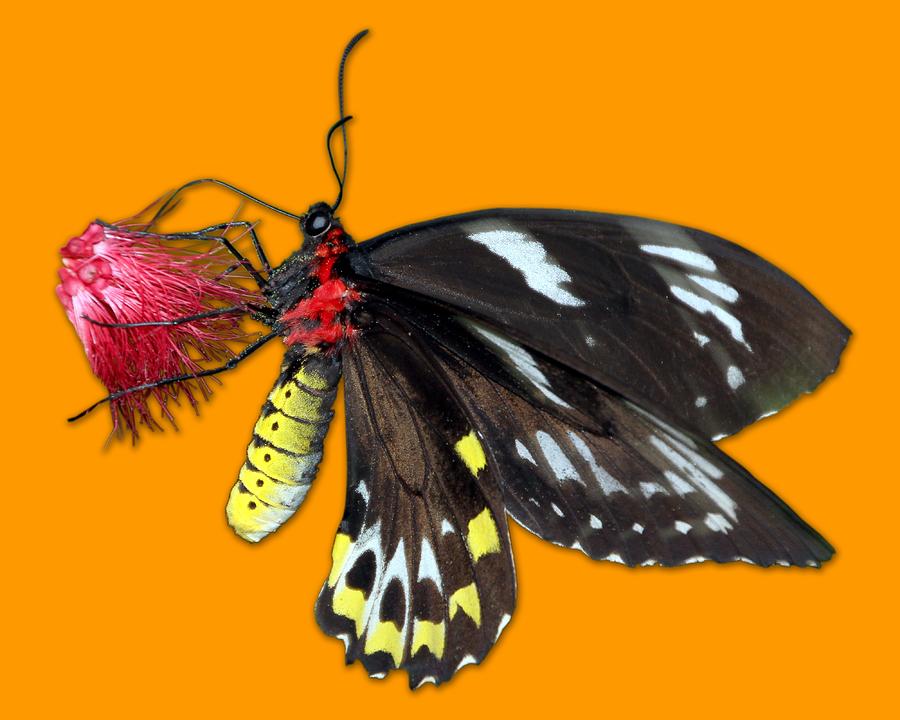 Butterfly Photograph - Key West Butterfly 12 by Bob Slitzan